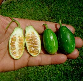   Fruits, seeds:   Coccinia grandis ; Photo by Ahmad Fuad Morad, flickr.com
